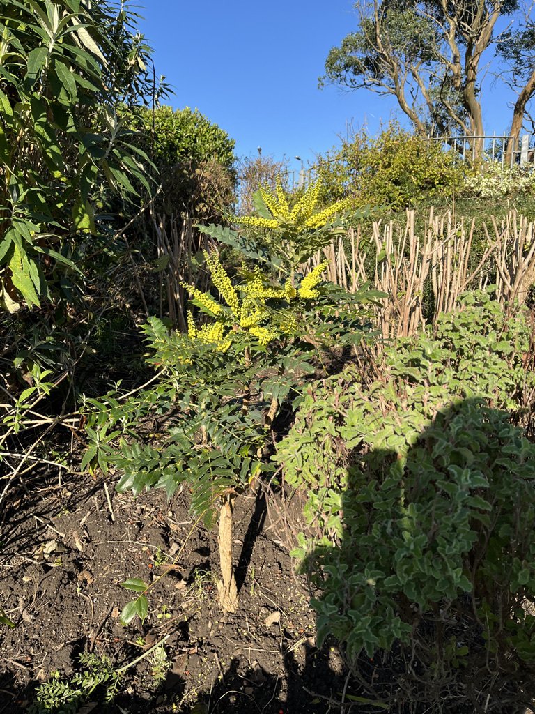 Berberis-Aquifolium-mahonia