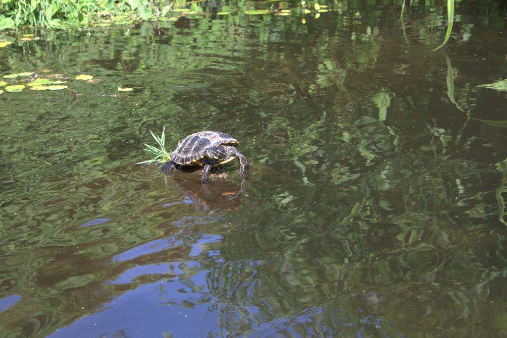 Tarquin The Terrapin