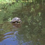 Tarquin The Terrapin