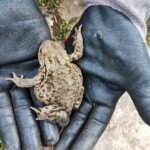 Tiny toad